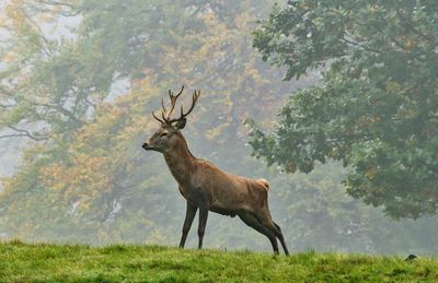 Stag in field