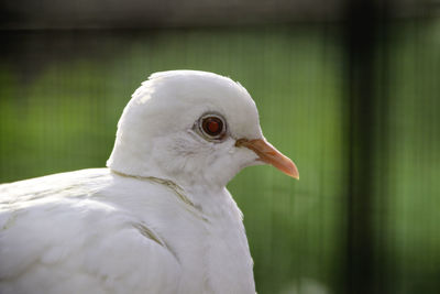 Close-up of a bird looking away