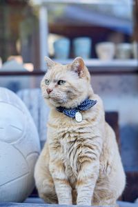 Close-up of cat sitting outdoors