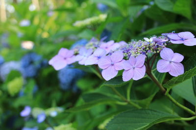 Close-up of purple flowers blooming outdoors