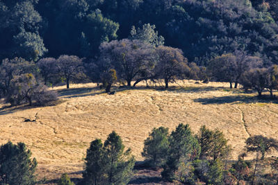 Trees on field against sky