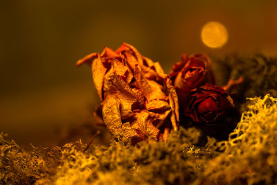 Close-up of wilted rose in field