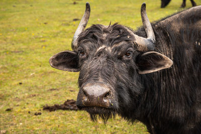 Buffalo in field