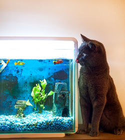 Close-up of cat looking at aquarium