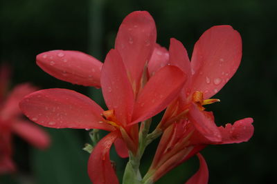 Close-up of wet red flower