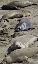 View of sea lions sleeping on beach