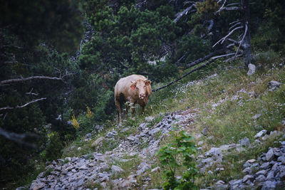 Cow in a forest