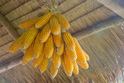 Low angle view of yellow leaf hanging on plant