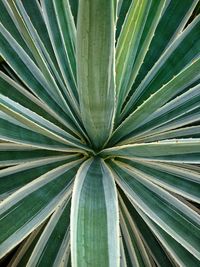 Full frame shot of palm leaf