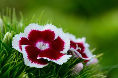 Close-up of dianthus flowers blooming on plant