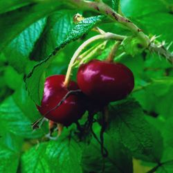 Close-up of red berries