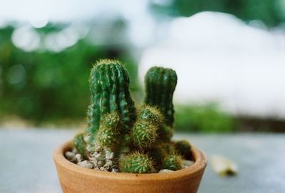 Close-up of small cactus plant in pot
