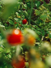Close-up of berries growing on plant