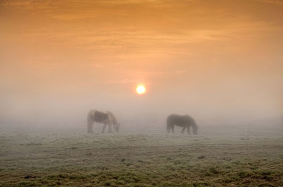 View of sheep grazing in field during sunset