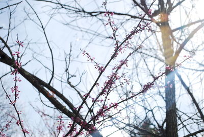 Low angle view of bare trees against sky