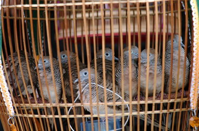 Close-up of bird in cage