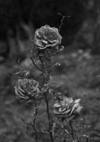 Close-up of rose blooming outdoors