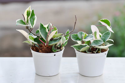 Close-up of potted plant on table