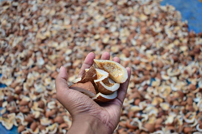 Cropped hand holding seashells