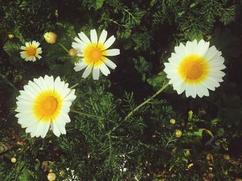 Close-up of daisy flowers