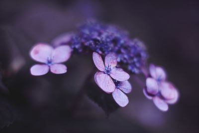 Close-up of purple flowers