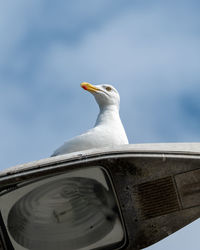 Low angle view of seagull