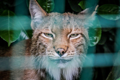 Close-up portrait of a cat