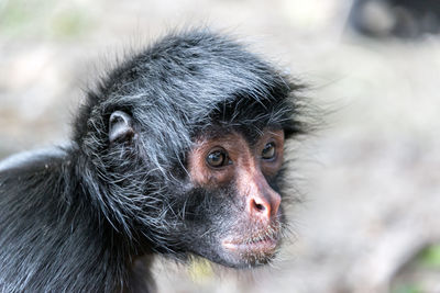 Close-up of baby monkey against blurred background