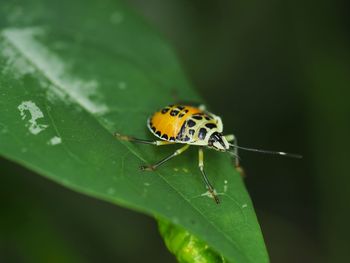 Close-up of insect on green leaf