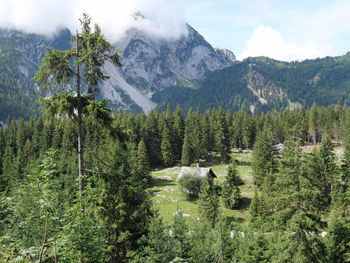 Scenic view of pine trees and mountains against sky