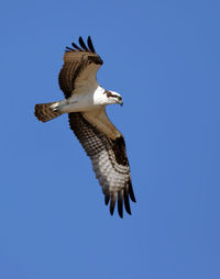 Low angle view of bird flying against clear blue sky