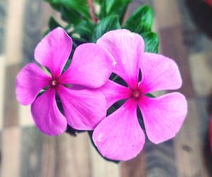 Close-up of pink flowering plant