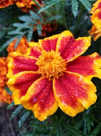 Close-up of water lily blooming outdoors