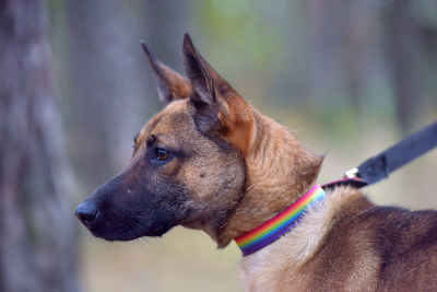 Close-up of dog looking away