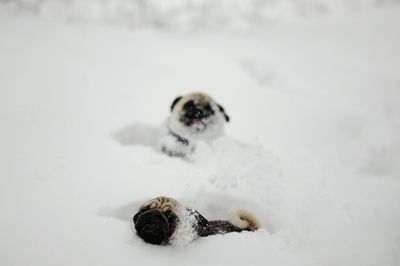 Close-up of dogs on snow