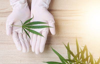 High angle view of hand holding leaves on table