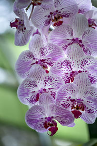 Close-up of pink flowering plant