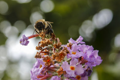 Close-up of bee pollinating on purple flower