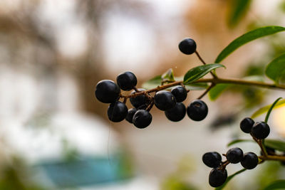 Close-up of berries growing on tree