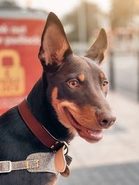 Close-up of dog looking away