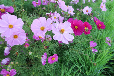 High angle view of pink flowering plants on field