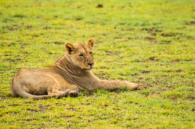 Lion lying on grass