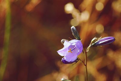 Close-up of purple flowering plant