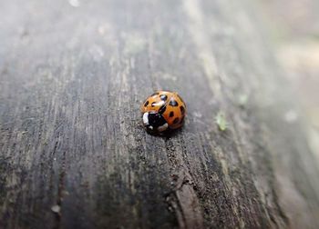 Close-up of ladybug on leaf