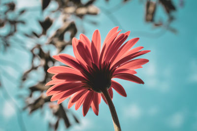 Close-up of red flower against blurred background