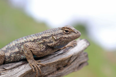 Close-up of lizard on wood