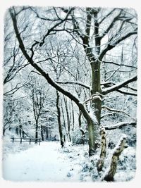 Bare trees in winter