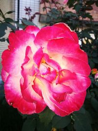 Close-up of pink rose flower