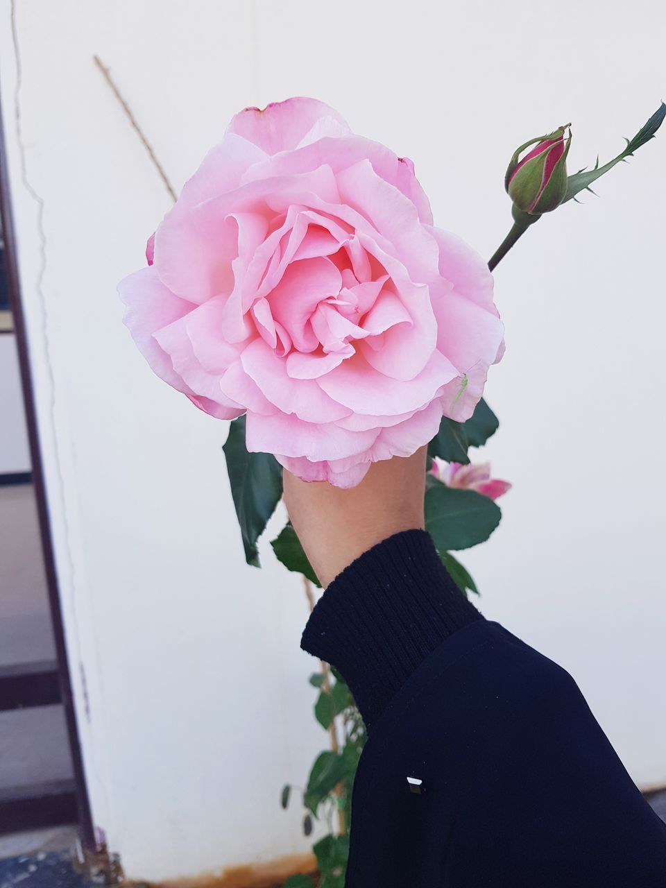 CLOSE-UP OF ROSE BOUQUET