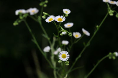 Close-up of white flowers